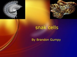 snak cells By Brandon Gumpy 