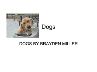 Dogs DOGS BY BRAYDEN MILLER 