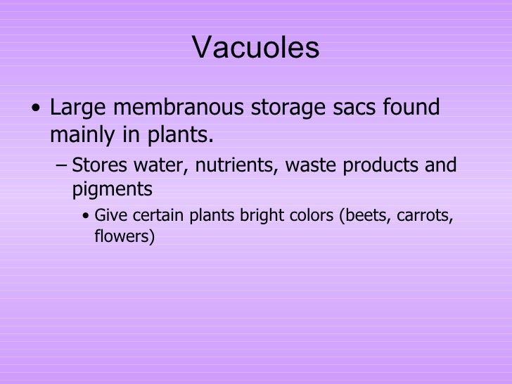 What Stores Water Food Or Enzymes And Waste Products What Stores Water Food Or Enzymes And Waste Products