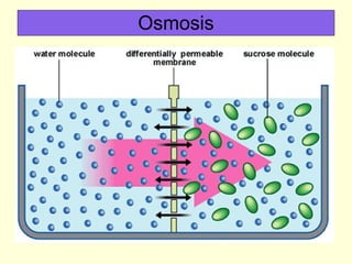 Osmosis 