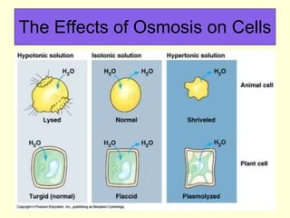 The Effects of Osmosis on Cells 