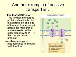 Another example of passive transport is… … Facilitated Diffusion .  This is when membrane proteins chemically bind to a particle on one side of the membrane, carry it across the membrane, and release is on the other side moving WITH the concentration gradient. No cellular energy is required since its moving ‘with the flow.’ 