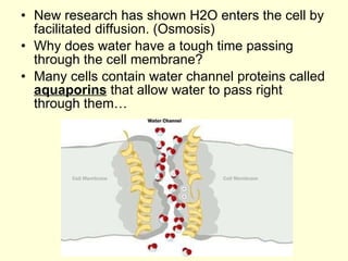 New research has shown H2O enters the cell by facilitated diffusion. (Osmosis) Why does water have a tough time passing through the cell membrane? Many cells contain water channel proteins called  aquaporins  that allow water to pass right through them… 