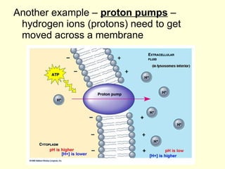 Another example –  proton pumps  – hydrogen ions (protons) need to get moved across a membrane 