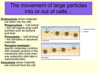 The movement of large particles into or out of cells… Endocytosis  (when materials are taken into the cell) Phagocytosis  – “cell eating” – the cell ingests large solid particles such as bacteria and food Pinocytosis  – “cell drinking” – the cell takes in dissolved materials Receptor-mediated  – specific molecules combine with receptor proteins in the membrane (this is the main way eukaryotic cells take in  macromolecules) Exocytosis  (when materials are removed from the cell 
