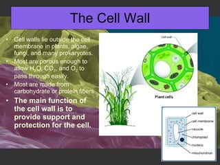 The Cell Wall Cell walls lie outside the cell membrane in plants, algae, fungi, and many prokaryotes. Most are porous enough to allow H 2 O, CO 2 , and O 2  to pass through easily. Most are made from carbohydrate or protein fibers The main function of the cell wall is to provide support and protection for the cell. 