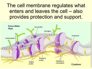 The cell membrane regulates what enters and leaves the cell – also provides protection and support. 