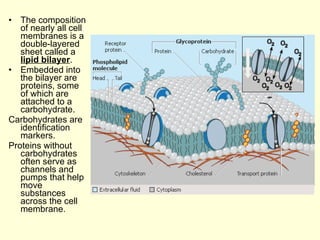The composition of nearly all cell membranes is a double-layered sheet called a  lipid bilayer . Embedded into the bilayer are proteins, some of which are attached to a carbohydrate. Carbohydrates are identification markers. Proteins without carbohydrates often serve as channels and pumps that help move substances across the cell membrane. 