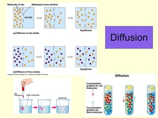 Diffusion 