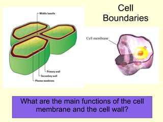 Cell Boundaries What are the main functions of the cell membrane and the cell wall? 