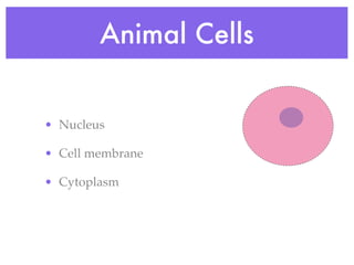 Animal Cells


• Nucleus

• Cell membrane

• Cytoplasm
 