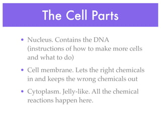 The Cell Parts
• Nucleus. Contains the DNA
  (instructions of how to make more cells
  and what to do)
• Cell membrane. Lets the right chemicals
  in and keeps the wrong chemicals out
• Cytoplasm. Jelly-like. All the chemical
  reactions happen here.
 