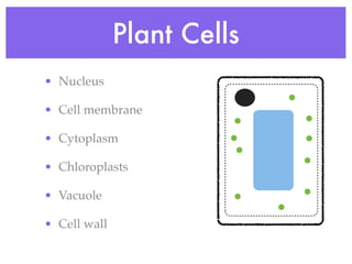 Plant Cells
• Nucleus

• Cell membrane

• Cytoplasm

• Chloroplasts

• Vacuole

• Cell wall
 