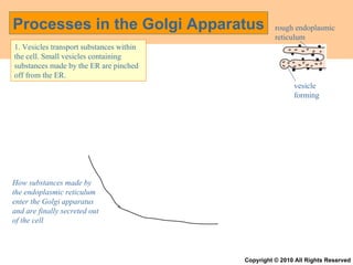 1. Vesicles transport substances within the cell. Small vesicles containing substances made by the ER are pinched off from the ER. How substances made by the endoplasmic reticulum enter the Golgi apparatus and are finally secreted out of the cell   rough endoplasmic reticulum vesicle forming Processes in the Golgi Apparatus Copyright © 2010 All Rights Reserved 