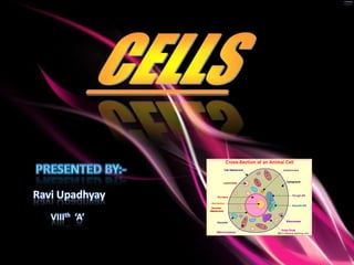 CELLS Presented By:- Ravi Upadhyay VIIIth  ‘A’ 