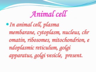 Animal cellIn animal cell, plasma membarane, cytoplasm, nucleus, chromatin, ribosomes, mitochondrion, endoplasmic reticulum, golgi apparatus, golgi vesicle,  present.