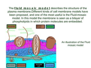 The  fluid mosaic model  describes the structure of the plasma membrane.Different kinds of cell membrane models have been proposed, and one of the most useful is the Fluid-mosaic model. In this model the membrane is seen as a bilayer of phospholipids in which protein molecules are embedded.   An illustration of the Fluid mosaic model   