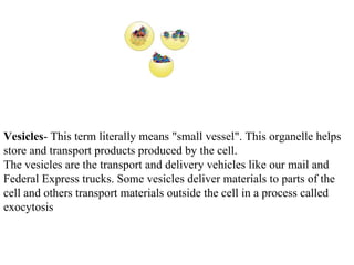                         Vesicles - This term literally means "small vessel". This organelle helps store and transport products produced by the cell.  The vesicles are the transport and delivery vehicles like our mail and  Federal Express trucks. Some vesicles deliver materials to parts of the cell and others transport materials outside the cell in a process called exocytosis 