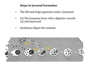                           Steps in lysomal formation The ER and Golgi apparatus make a lysosome (2) The lysosome fuses with a digestive vacuole (3) Activated acid  hydrolases digest the contents 