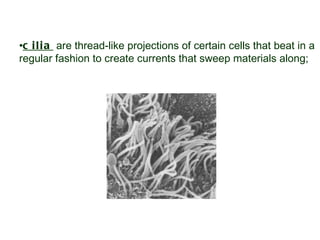 cilia  are thread-like projections of certain cells that beat in a regular fashion to create currents that sweep materials along;                                                 