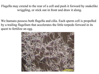 Flagella may extend to the rear of a cell and push it forward by snakelike wriggling, or stick out in front and draw it along. We humans possess both flagella and cilia. Each sperm cell is propelled by a trailing flagellum that accelerates the little torpedo forward in its quest to fertilize an egg. 