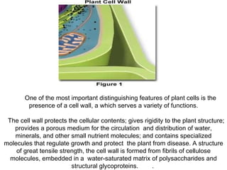          One of the most important distinguishing features of plant cells is the presence of a cell wall, a which serves a variety of functions.    The cell wall protects the cellular contents; gives rigidity to the plant structure; provides a porous medium for the circulation  and distribution of water, minerals, and other small nutrient molecules; and contains specialized molecules that regulate growth and protect  the plant from disease. A structure of great tensile strength, the cell wall is formed from fibrils of cellulose molecules, embedded in a  water-saturated matrix of polysaccharides and structural glycoproteins.        .   