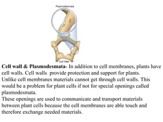                        Cell wall & Plasmodesmata - In addition to cell membranes, plants have cell walls. Cell walls  provide protection and support for plants.    Unlike cell membranes materials cannot get through cell walls. This would be a problem for plant cells if not for special openings called plasmodesmata. These openings are used to communicate and transport materials between plant cells because the cell membranes are able touch and therefore exchange needed materials. 