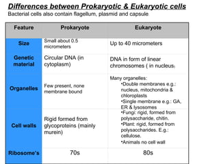 Differences between Prokaryotic & Eukaryotic cells Bacterial cells also contain flagellum, plasmid and capsule . Feature Prokaryote Eukaryote Size Small about 0.5 micrometers Up to 40 micrometers Genetic material Circular DNA (in cytoplasm) DNA in form of linear chromosomes ( in nucleus ) Organelles Few present, none membrane bound Many organelles: Double membranes e.g.: nucleus, mitochondria & chloroplasts Single membrane e.g.: GA, ER & lysosomes   Cell walls Rigid formed from glycoproteins (mainly murein) Fungi: rigid, formed from polysaccharide, chitin.  Plant: rigid, formed from polysaccharides. E.g.: cellulose.  Animals no cell wall   Ribosome’s 70s 80s 