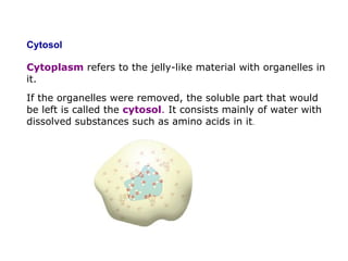 Cytosol  Cytoplasm  refers to the jelly-like material with organelles in it.   If the organelles were removed, the soluble part that would be left is called the   cytosol .  It consists mainly of water with dissolved substances such as amino acids in it . 