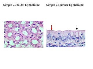 Simple Cuboidal Epithelium: Simple Columnar Epithelium:                                                                                               