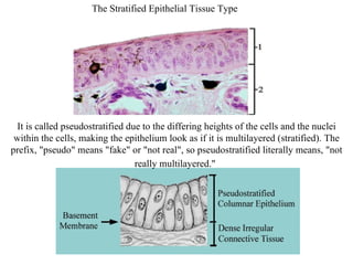 The Stratified Epithelial Tissue Type It is called pseudostratified due to the differing heights of the cells and the nuclei within the cells, making the epithelium look as if it is multilayered (stratified). The prefix, "pseudo" means "fake" or "not real", so pseudostratified literally means, "not really multilayered."   