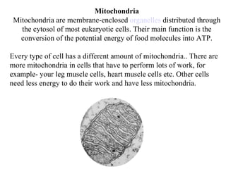 Mitochondria Mitochondria are membrane-enclosed  organelles  distributed through the cytosol of most eukaryotic cells. Their main function is the conversion of the potential energy of food molecules into ATP. Every type of cell has a different amount of mitochondria.. There are more mitochondria in cells that have to perform lots of work, for example- your leg muscle cells, heart muscle cells etc. Other cells need less energy to do their work and have less mitochondria. 