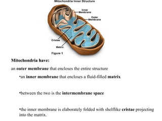 Mitochondria have:   an  outer membrane  that encloses the entire structure  an  inner membrane  that encloses a fluid-filled  matrix   between the two is the  intermembrane space   the inner membrane is elaborately folded with shelflike  cristae  projecting into the matrix.  