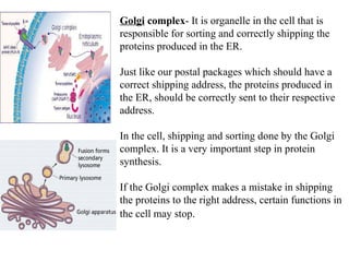                                                                                               Golgi  complex - It is organelle in the cell that is responsible for sorting and correctly shipping the proteins produced in the ER.  Just like our postal packages which should have a correct shipping address, the proteins produced in the ER, should be correctly sent to their respective address.  In the cell, shipping and sorting done by the Golgi complex. It is a very important step in protein synthesis. If the Golgi complex makes a mistake in shipping the proteins to the right address, certain functions in the cell may stop.   