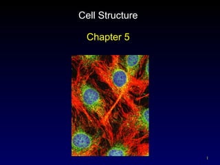 Cell Structure Chapter 5 