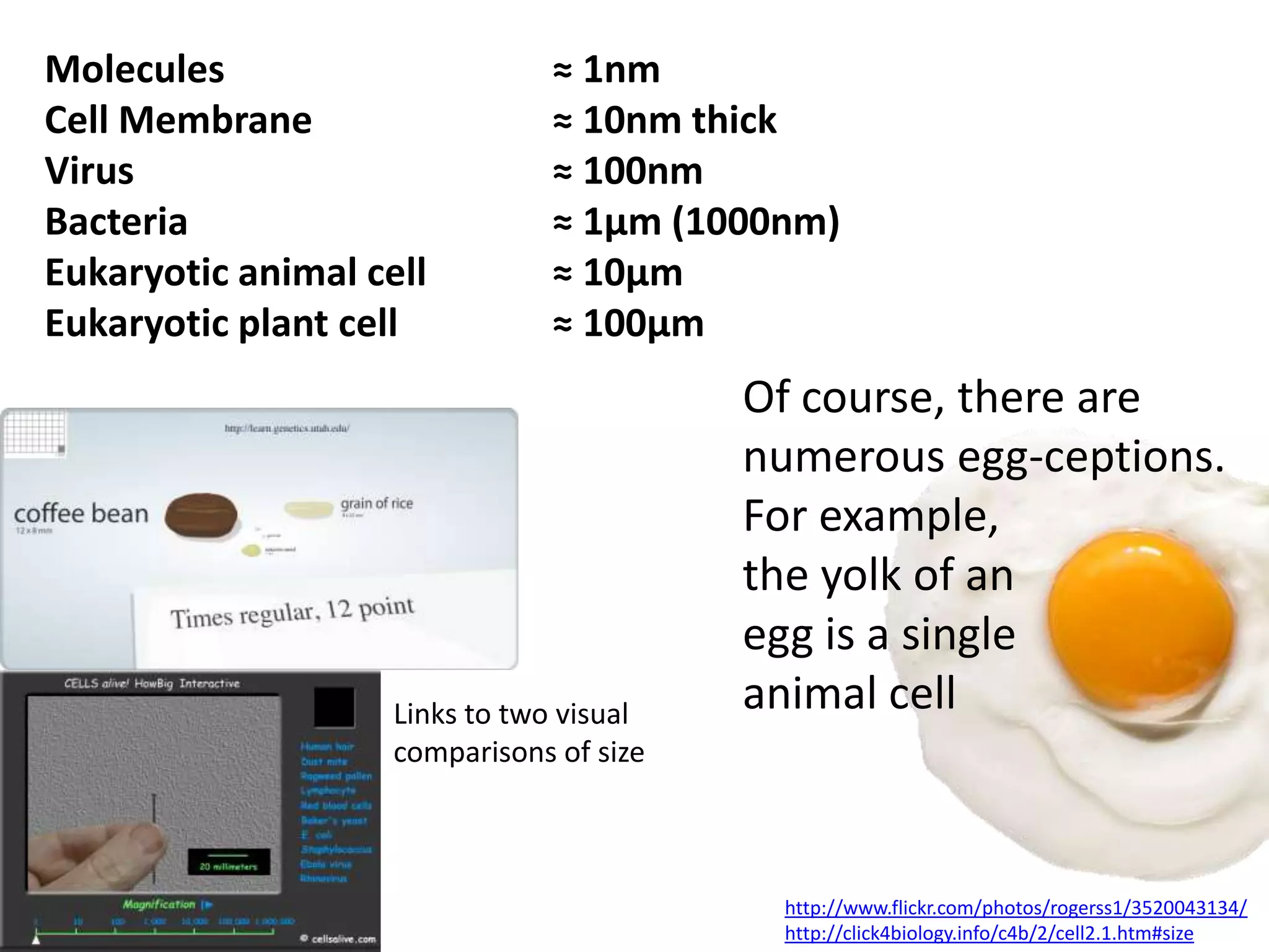 Molecules                      ≈ 1nm
Cell Membrane                  ≈ 10nm thick
Virus                          ≈ 100nm
Bacteria                       ≈ 1μm (1000nm)
Eukaryotic animal cell         ≈ 10μm
Eukaryotic plant cell          ≈ 100μm
                                          Of course, there are
                                          numerous egg-ceptions.
                                          For example,
                                          the yolk of an
                                          egg is a single
                    Links to two visual   animal cell
                    comparisons of size



                                           http://www.flickr.com/photos/rogerss1/3520043134/
                                           http://click4biology.info/c4b/2/cell2.1.htm#size
 