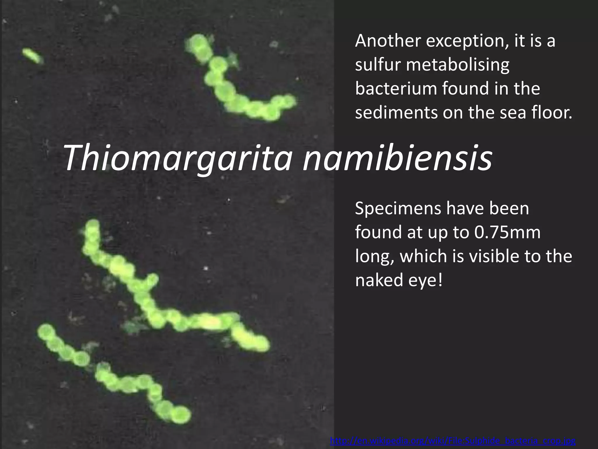 Another exception, it is a
                     sulfur metabolising
                     bacterium found in the
                     sediments on the sea floor.

Thiomargarita namibiensis
                     Specimens have been
                     found at up to 0.75mm
                     long, which is visible to the
                     naked eye!




               http://en.wikipedia.org/wiki/File:Sulphide_bacteria_crop.jpg
 
