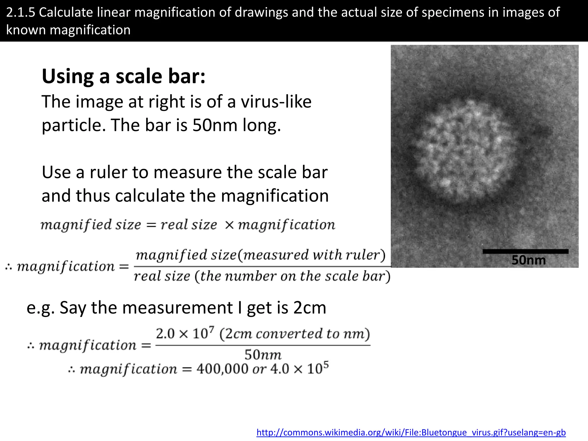 2.1.5 Calculate linear magnification of drawings and the actual size of specimens in images of
known magnification


      Using a scale bar:
      The image at right is of a virus-like
      particle. The bar is 50nm long.

      Use a ruler to measure the scale bar
      and thus calculate the magnification


                                                                                                      50nm


   e.g. Say the measurement I get is 2cm




                                          http://commons.wikimedia.org/wiki/File:Bluetongue_virus.gif?uselang=en-gb
 