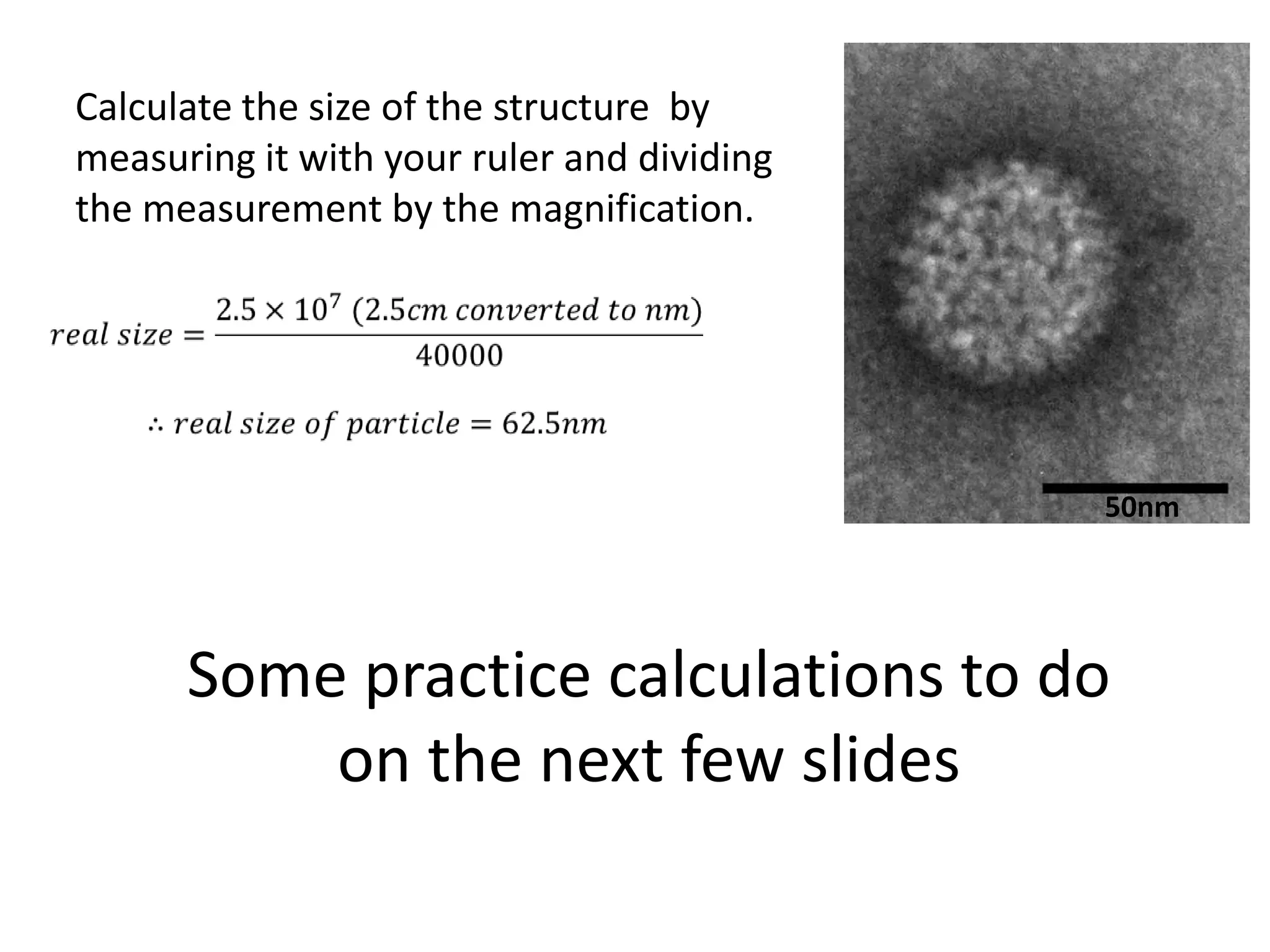 Calculate the size of the structure by
measuring it with your ruler and dividing
the measurement by the magnification.




                                            50nm




      Some practice calculations to do
          on the next few slides
 