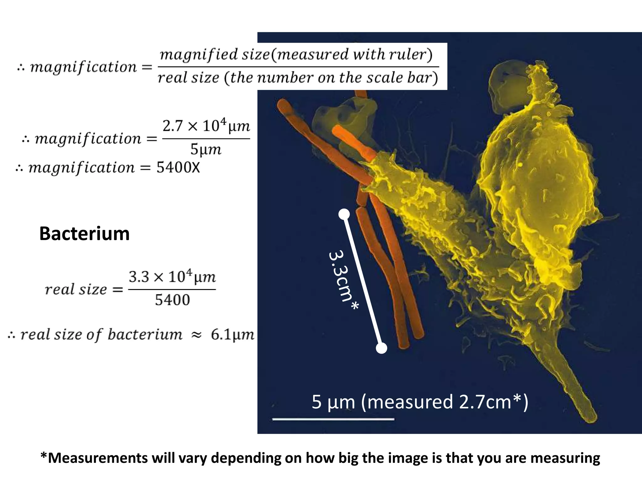 Bacterium




                                      5 μm (measured 2.7cm*)

*Measurements will vary depending on how big the image is that you are measuring
 