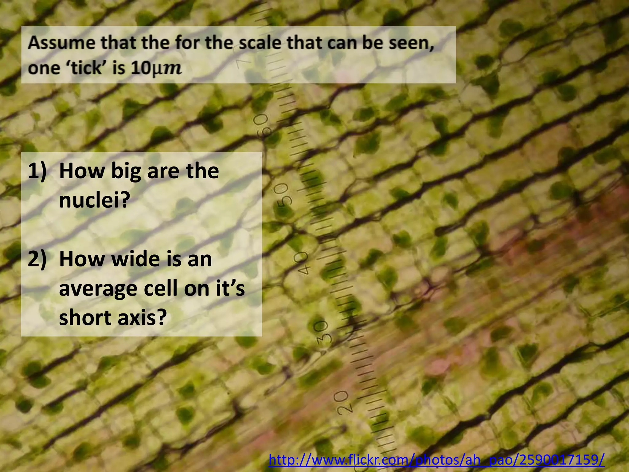 1) How big are the
   nuclei?

2) How wide is an
   average cell on it’s
   short axis?




                          http://www.flickr.com/photos/ah_pao/2590017159/
 