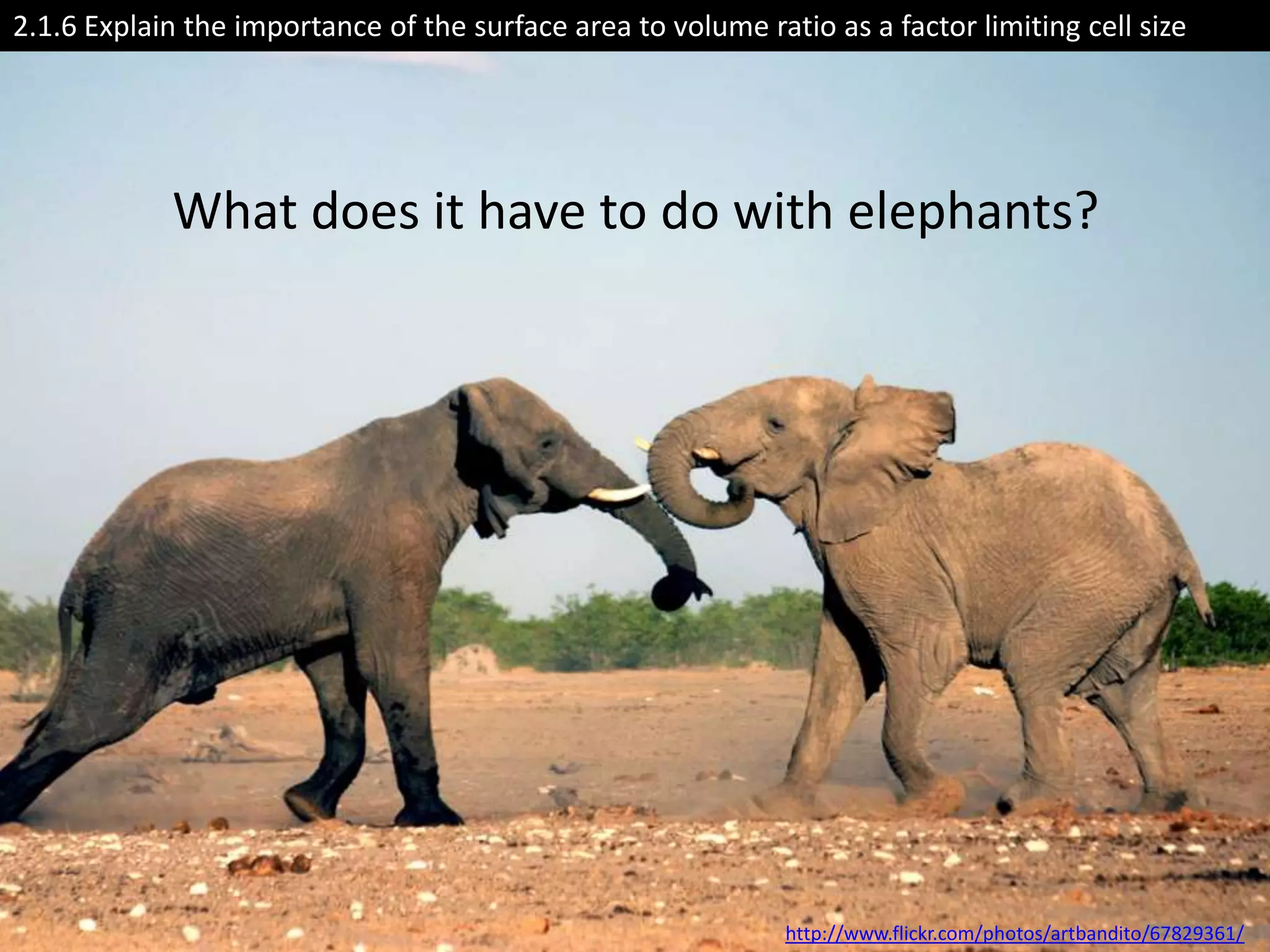 2.1.6 Explain the importance of the surface area to volume ratio as a factor limiting cell size




            What does it have to do with elephants?




                                                              http://www.flickr.com/photos/artbandito/67829361/
 