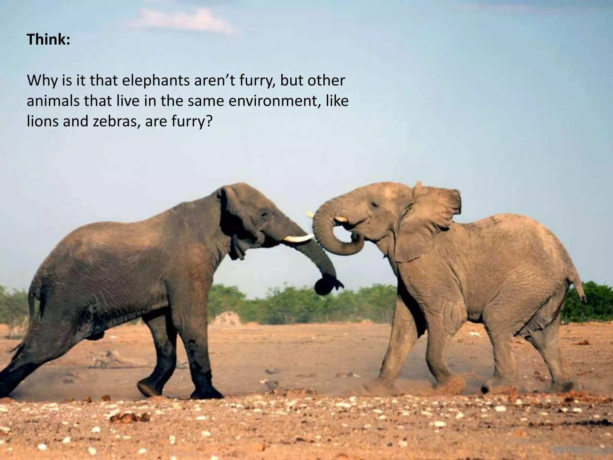 Think:

Why is it that elephants aren’t furry, but other
animals that live in the same environment, like
lions and zebras, are furry?
 