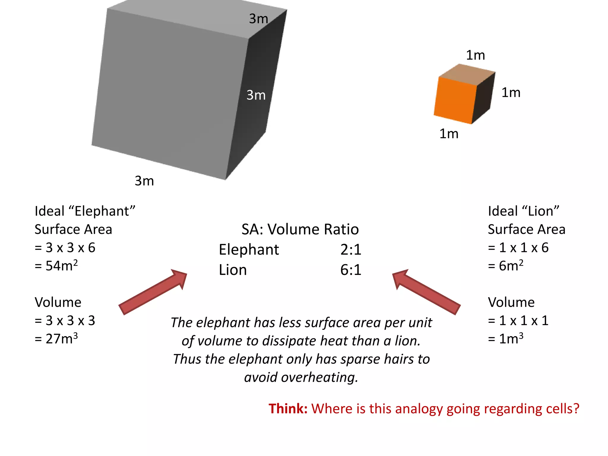 3m

                                                                       1m

                                3m                                            1m

                                                                  1m


               3m
Ideal “Elephant”                                                            Ideal “Lion”
Surface Area                  SA: Volume Ratio                              Surface Area
=3x3x6                     Elephant        2:1                              =1x1x6
= 54m2                     Lion            6:1                              = 6m2

Volume                                                                      Volume
=3x3x3              The elephant has less surface area per unit             =1x1x1
= 27m3                of volume to dissipate heat than a lion.              = 1m3
                    Thus the elephant only has sparse hairs to
                                avoid overheating.

                                     Think: Where is this analogy going regarding cells?
 