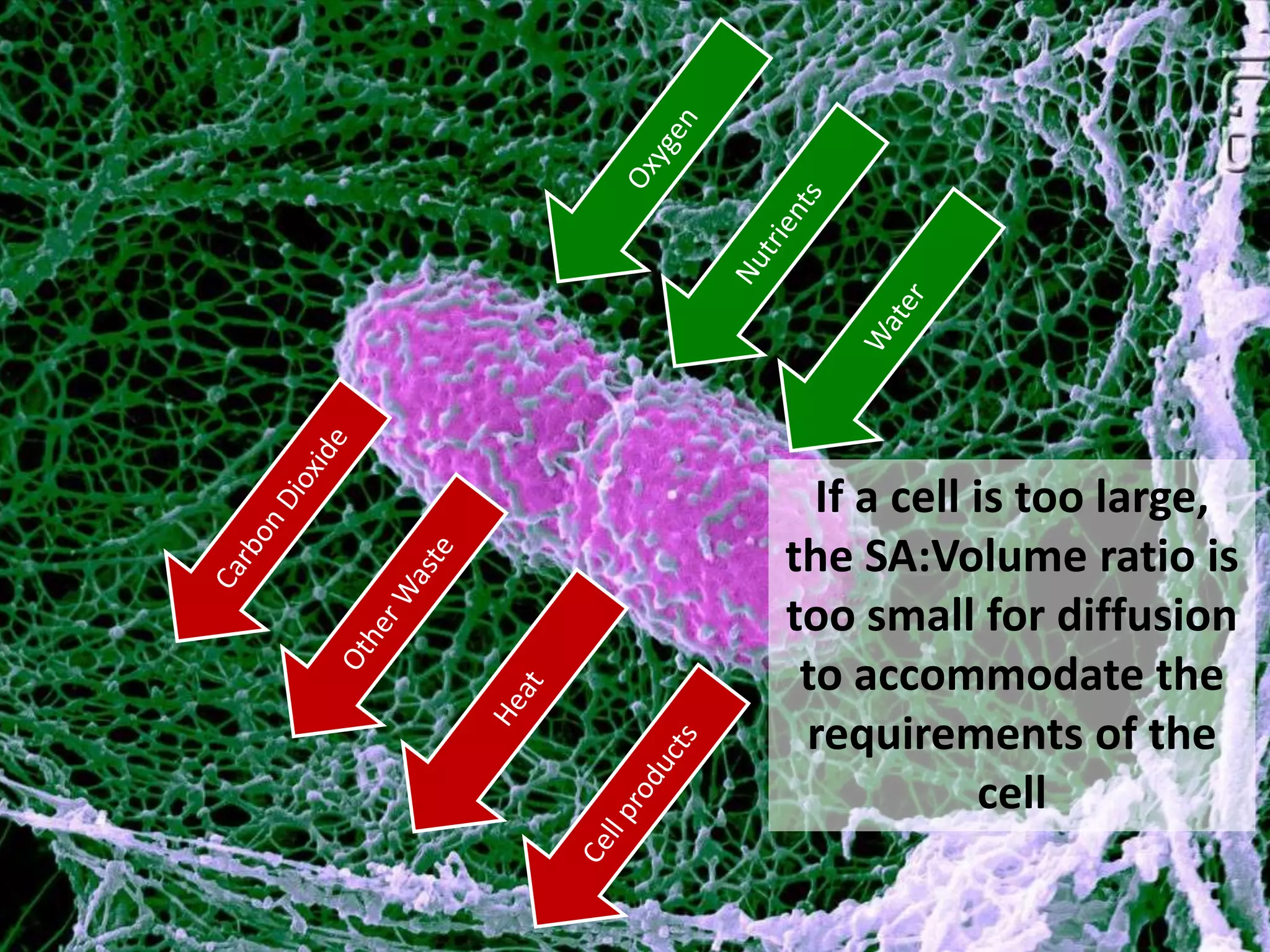 If a cell is too large,
the SA:Volume ratio is
too small for diffusion
 to accommodate the
 requirements of the
            cell
 