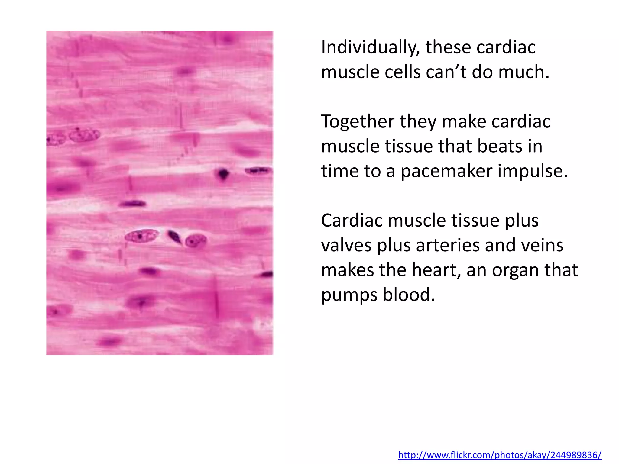 Individually, these cardiac
muscle cells can’t do much.

Together they make cardiac
muscle tissue that beats in
time to a pacemaker impulse.

Cardiac muscle tissue plus
valves plus arteries and veins
makes the heart, an organ that
pumps blood.




         http://www.flickr.com/photos/akay/244989836/
 