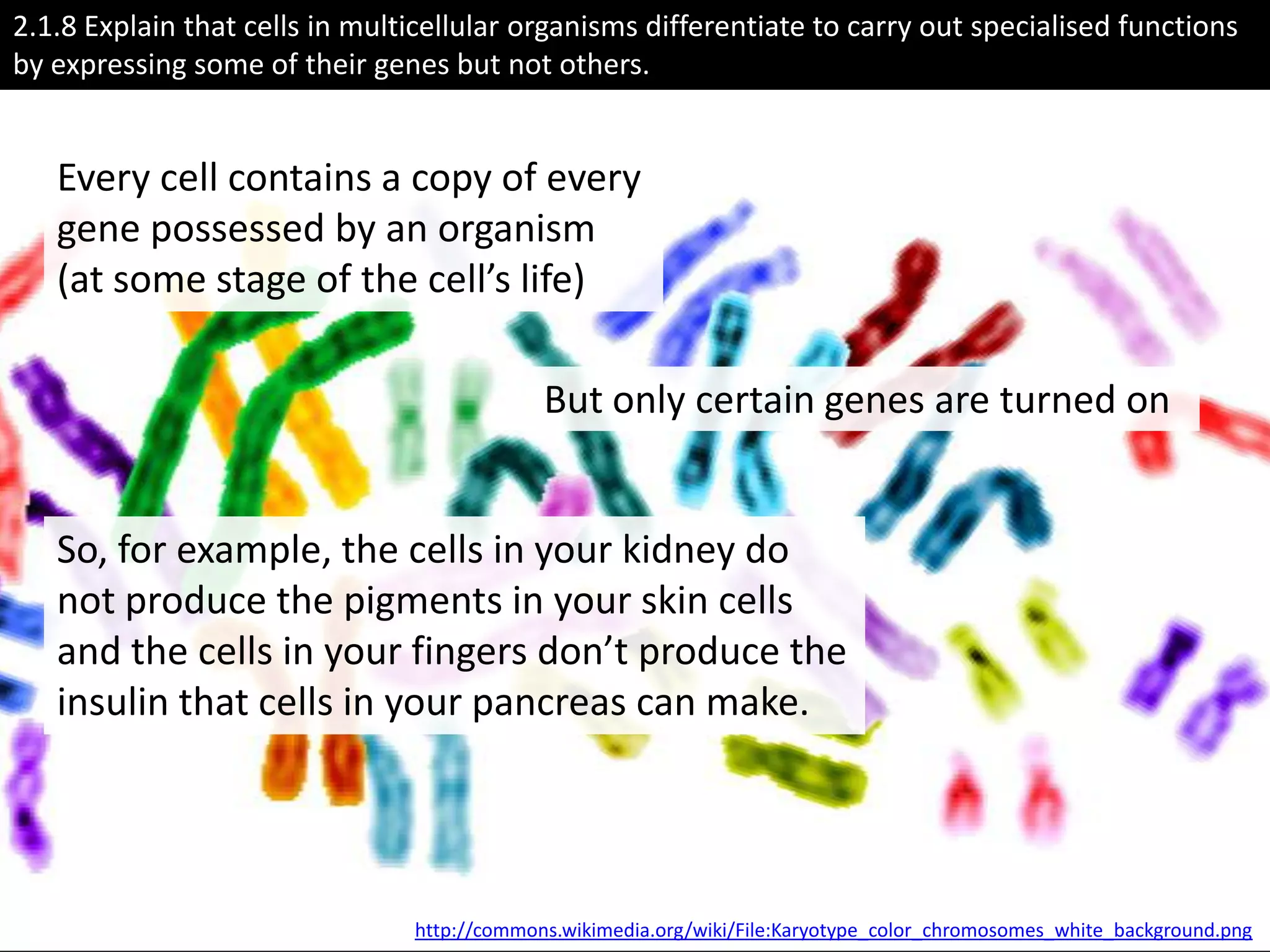 2.1.8 Explain that cells in multicellular organisms differentiate to carry out specialised functions
by expressing some of their genes but not others.


   Every cell contains a copy of every
   gene possessed by an organism
   (at some stage of the cell’s life)

                                             But only certain genes are turned on


   So, for example, the cells in your kidney do
   not produce the pigments in your skin cells
   and the cells in your fingers don’t produce the
   insulin that cells in your pancreas can make.




                                http://commons.wikimedia.org/wiki/File:Karyotype_color_chromosomes_white_background.png
 