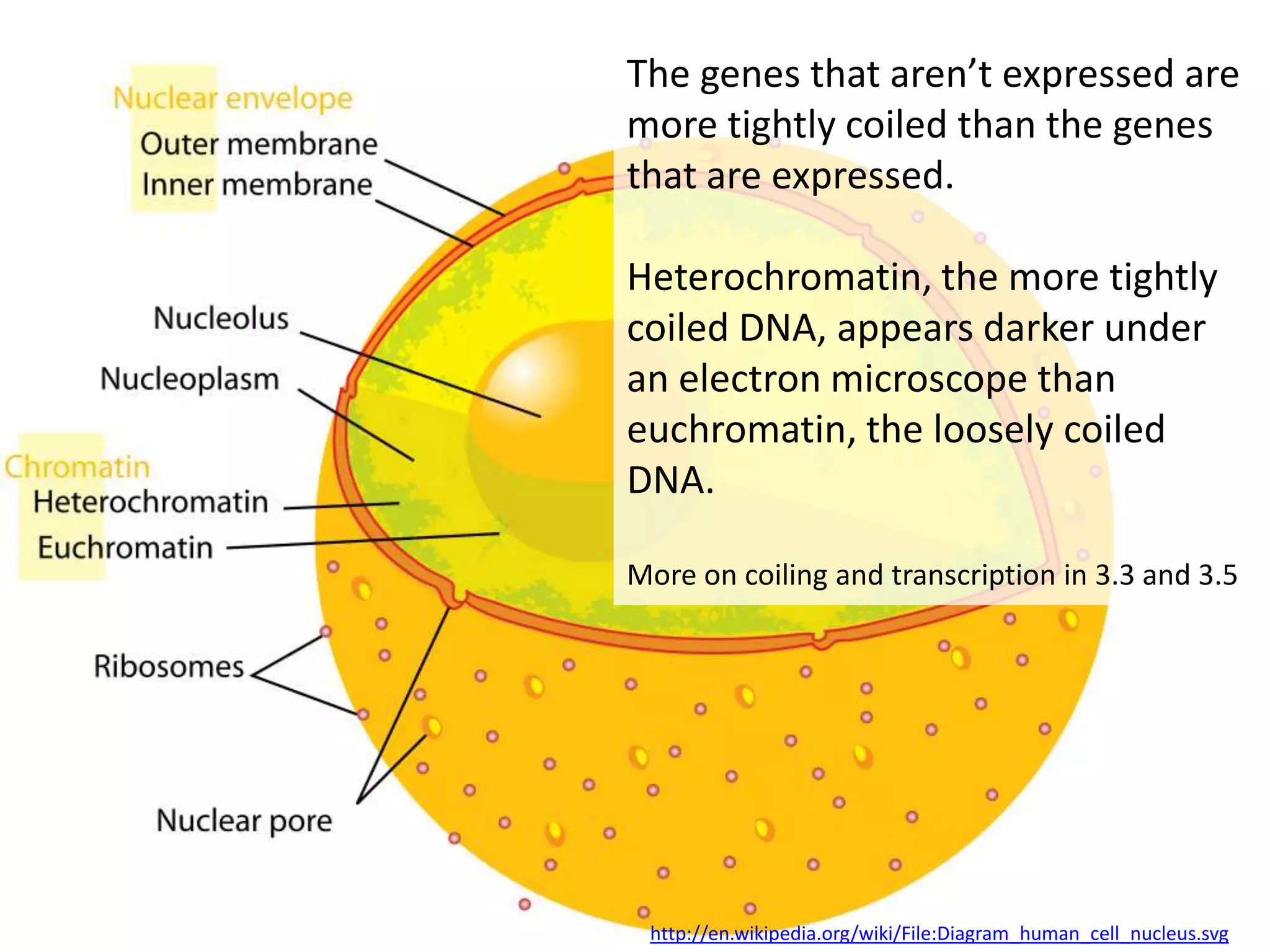 The genes that aren’t expressed are
more tightly coiled than the genes
that are expressed.

Heterochromatin, the more tightly
coiled DNA, appears darker under
an electron microscope than
euchromatin, the loosely coiled
DNA.

More on coiling and transcription in 3.3 and 3.5




 http://en.wikipedia.org/wiki/File:Diagram_human_cell_nucleus.svg
 