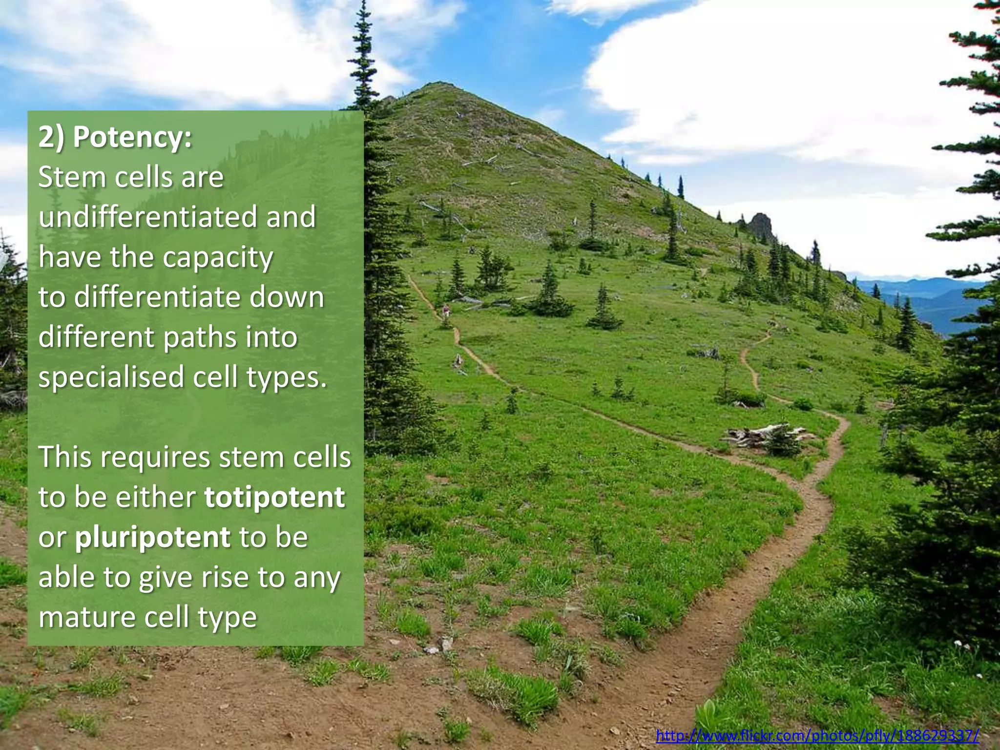 2) Potency:
Stem cells are
undifferentiated and
have the capacity
to differentiate down
different paths into
specialised cell types.

This requires stem cells
to be either totipotent
or pluripotent to be
able to give rise to any
mature cell type


                           http://www.flickr.com/photos/pfly/188629337/
 