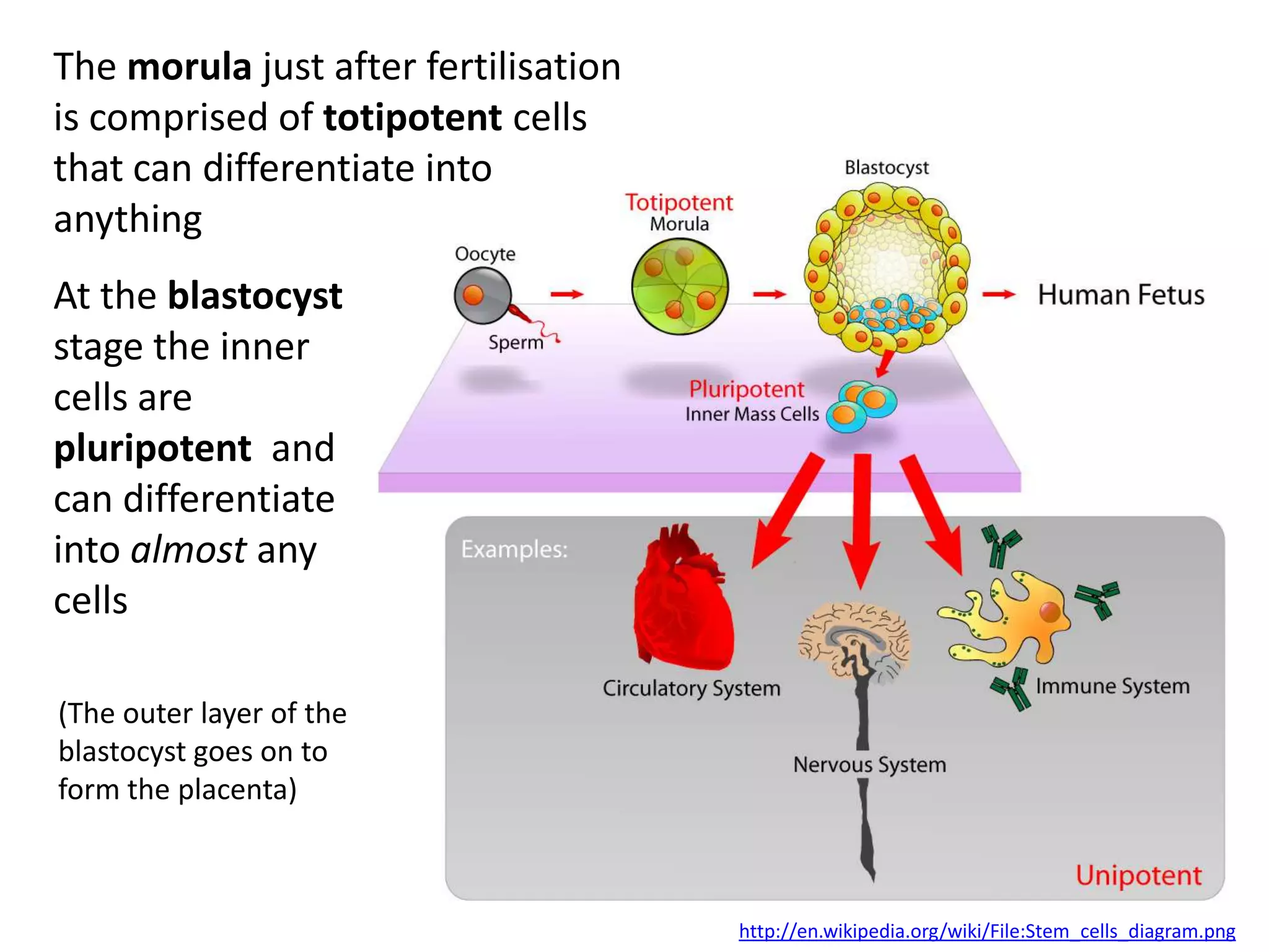 The morula just after fertilisation
is comprised of totipotent cells
that can differentiate into
anything
At the blastocyst
stage the inner
cells are
pluripotent and
can differentiate
into almost any
cells

(The outer layer of the
blastocyst goes on to
form the placenta)



                                      http://en.wikipedia.org/wiki/File:Stem_cells_diagram.png
 